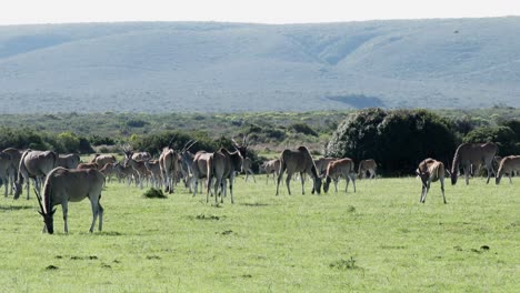 a large herd of eland graze in a grass valley with mountains in the distance