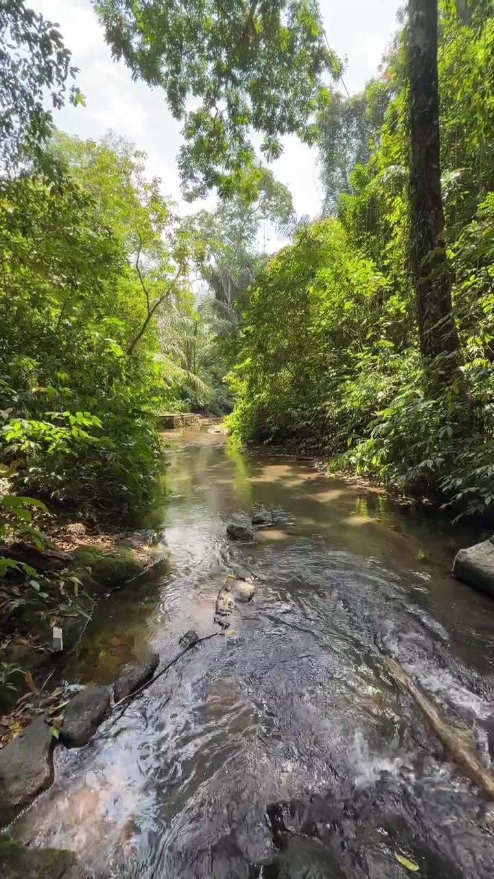 Piccolo ruscello che scorre attraverso una lussureggiante foresta pluviale tropicale