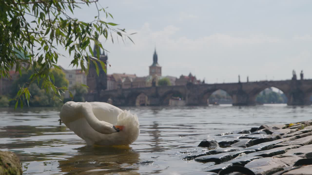 Scena pittoresca di un cigno sulla riva del fiume Moldava a Praga
