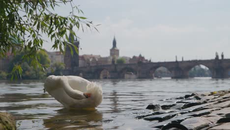 Pintoresca-Escena-De-Un-Cisne-Al-Lado-Del-Río-Moldava-En-Praga