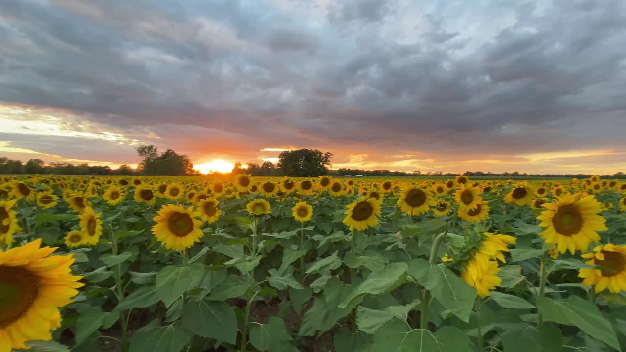 fotografía de video de la puesta de sol en un campo de girasoles