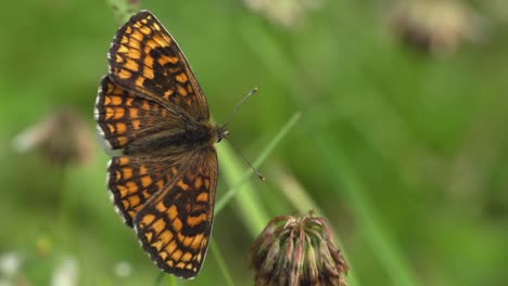 The-rarest-Heath-Fritillary-butterfly-pollinating,-Close-up-shot