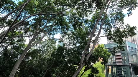 walking past tall trees to reveal sydney city skyline in the background