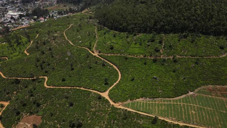 Plantaciones-De-Té-En-Las-Laderas-De-Una-Provincia-Montañosa