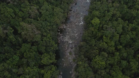 dense thicket on flowing river in mossman gorge at daintree national park, queensland, australia
