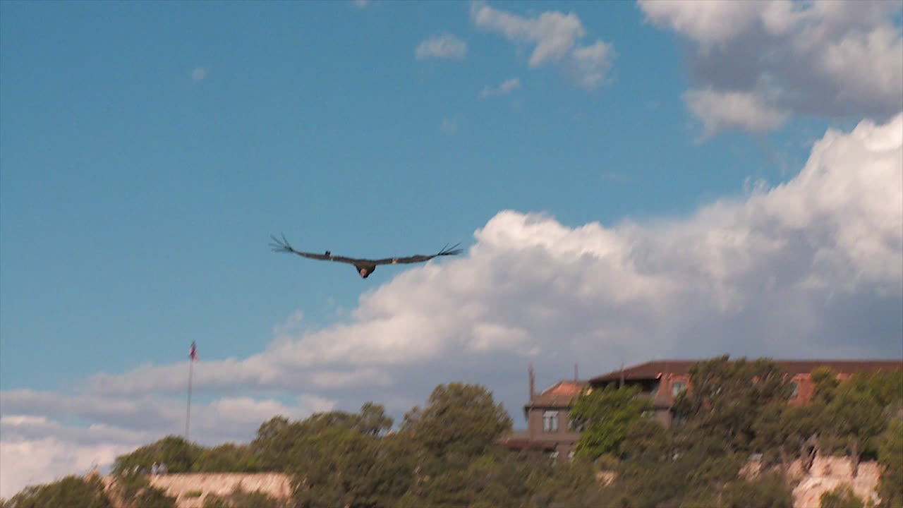 un cóndor se eleva sobre el parque nacional del gran cañón