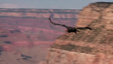 a condor soars over grand canyon national park