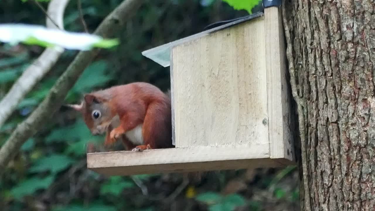 Scoiattolo rosso dalla coda folta che salta in una mangiatoia nella foresta masticando noci e semi