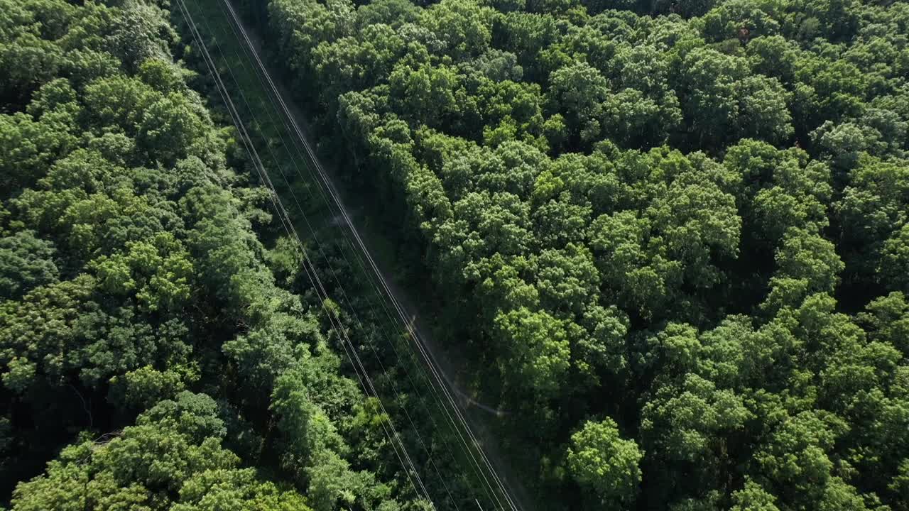 una vista aérea de árboles altos y verdes en un día soleado en long island, nueva york