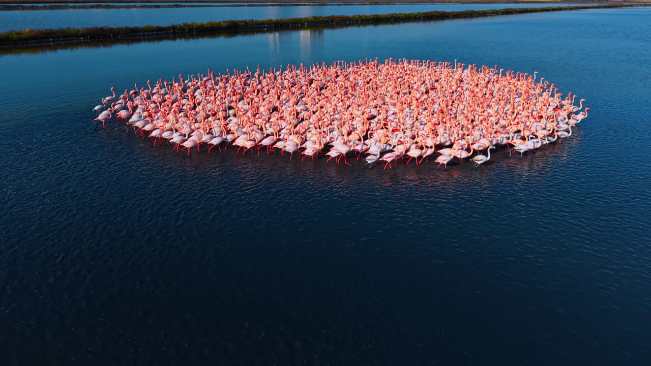 Laaja ilmakuva flamingoista luonnollisessa kosteikkoelinympäristössä. Suuri flamingolauma kokoontuneena suola-altaaseen tai kosteikkoon kirkkaan sinisen taivaan alla.