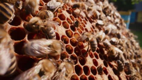 bees fill honeycomb cells with honey