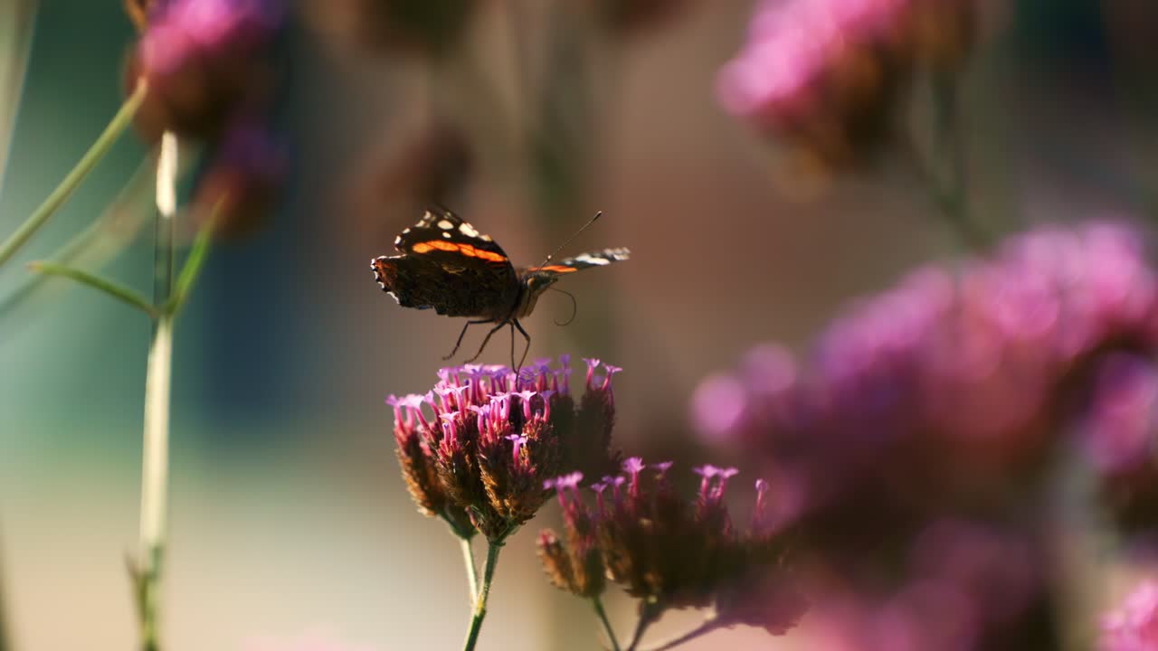 Una farfalla Vanessa atalanta che vola intorno e si posa su fiori di verbena viola