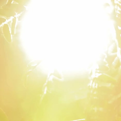 morning sun shines