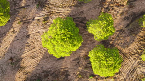 Bird's-Eye-View-Over-Parasol-Pine-Trees-In-The-Forest-Of-El-Rompido-In-Spain-At-Sunset---drone-shot