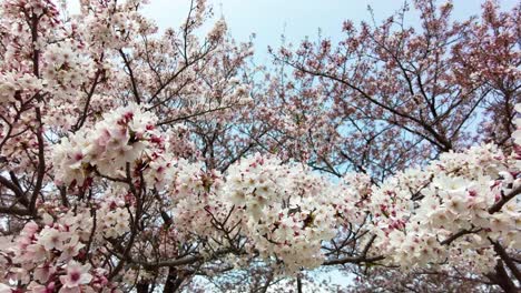 The-best-cherry-blossom-in-Yokohama