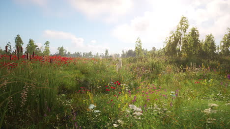 a field of wildflowers in the summer