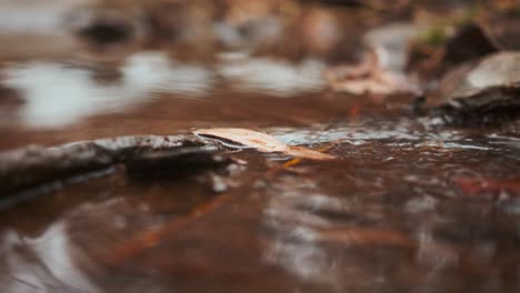 Blatt-Ruht-Im-Fließenden-Bachwasser