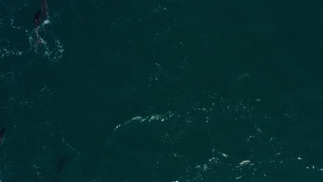 aerial view large dolphin pod swimming deep green indian ocean water