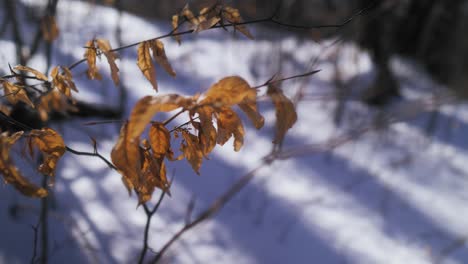 Ramas-Con-Hojas-Secas-De-ámbar-Con-Un-Fondo-Nevado