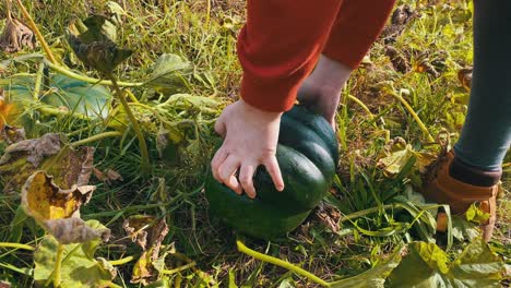 Organic-eco-raw-green-pumpkin-harvest-plucking