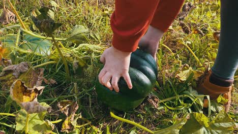 organic eco raw green pumpkin harvest plucking