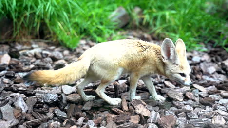 wide close-up shot of a fennec fox walking on small wood chips and stopping to scratch its head