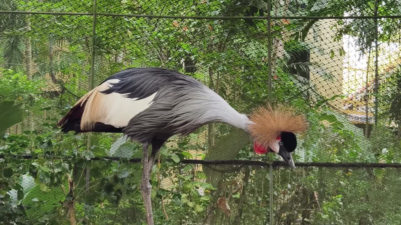 grano coronado gris en un zoológico
