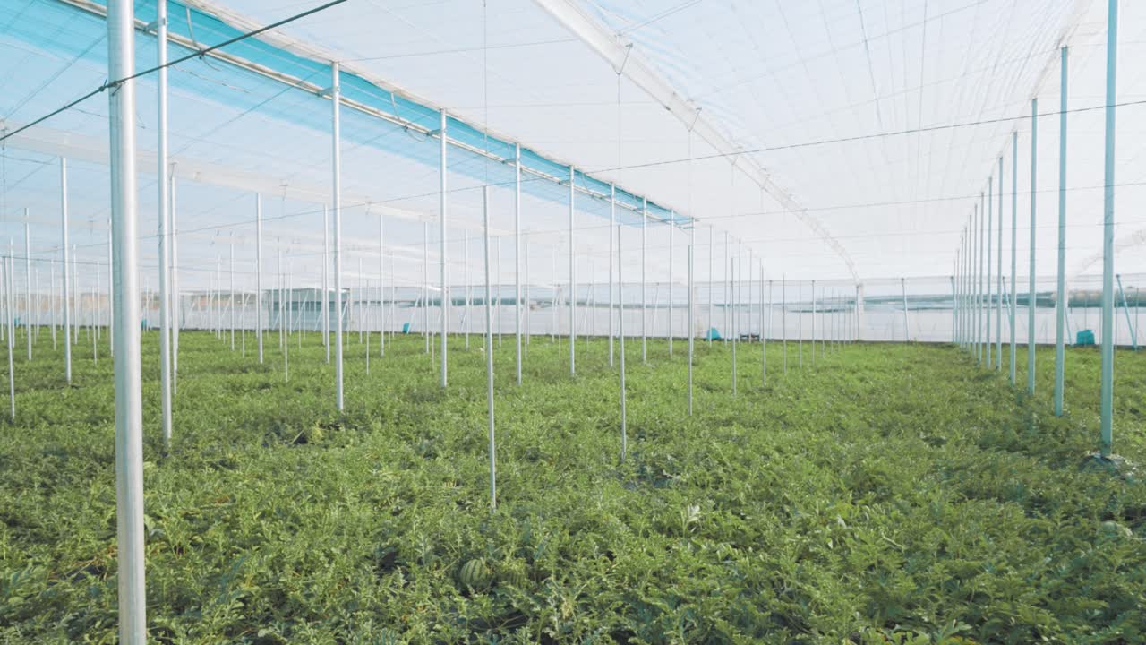 Watermelon growing in greenhouse: cultivating fresh produce