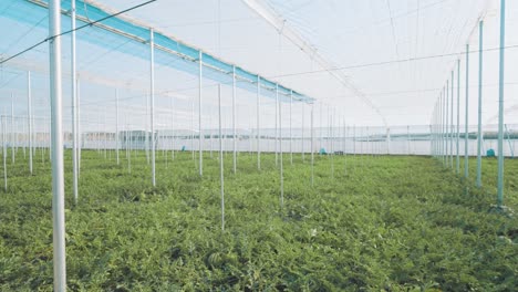 watermelon growing in greenhouse: cultivating fresh produce
