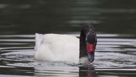 Nahaufnahme-Eines-Schwarzhalsschwans,-Der-Auf-Einem-Teich-Schwimmt,-Während-Er-Auf-Der-Suche-Nach-Nahrung-Unter-Wasser-Versinkt