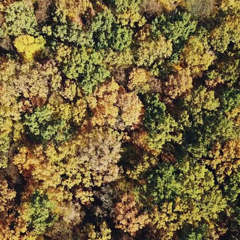 view of the tops of the trees of the autumn forest from a height. camera motion up. aerial view