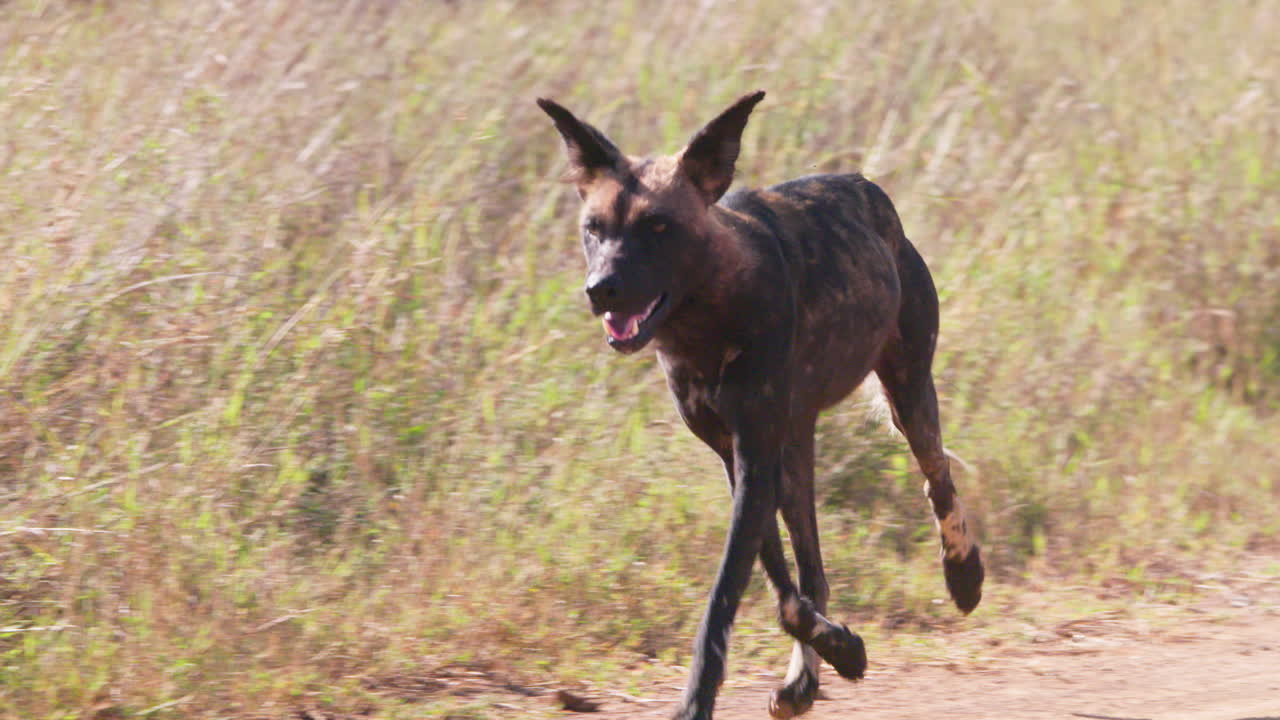 African Wild Dog running steadily panting in savannah