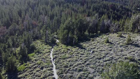 aerial shot of a hiker walking through a clearing towards the forest in the mountains