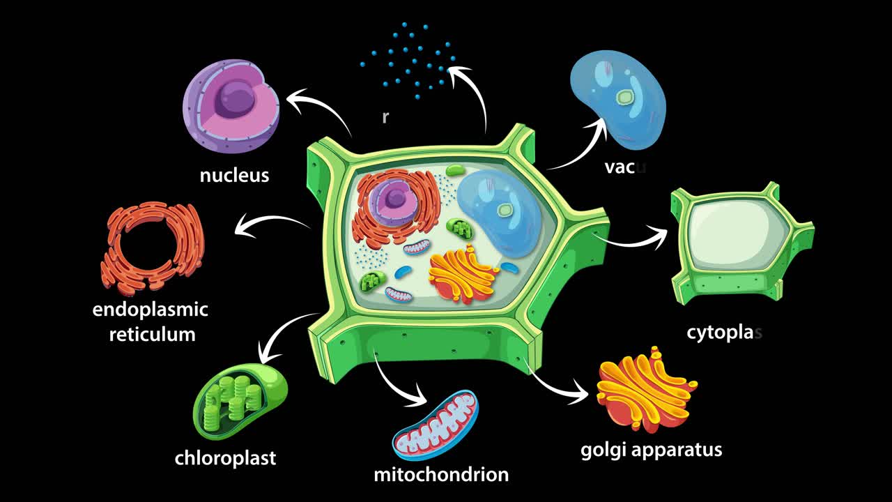 Animation illustrating plant cell structure, highlighting organelles with labels and dynamic transitions on a black background