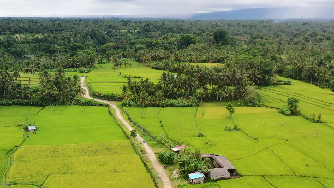 jungle of tropical green coconut trees and rice field in Ubud Bali, aerial