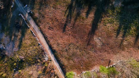 Long-shadows-cast-along-trees-from-hillside-on-dirt-path-by-bare-tree-thicket