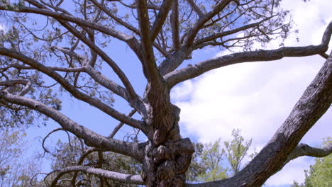 view on a tree with vastly arborescent branches on a sunshine day