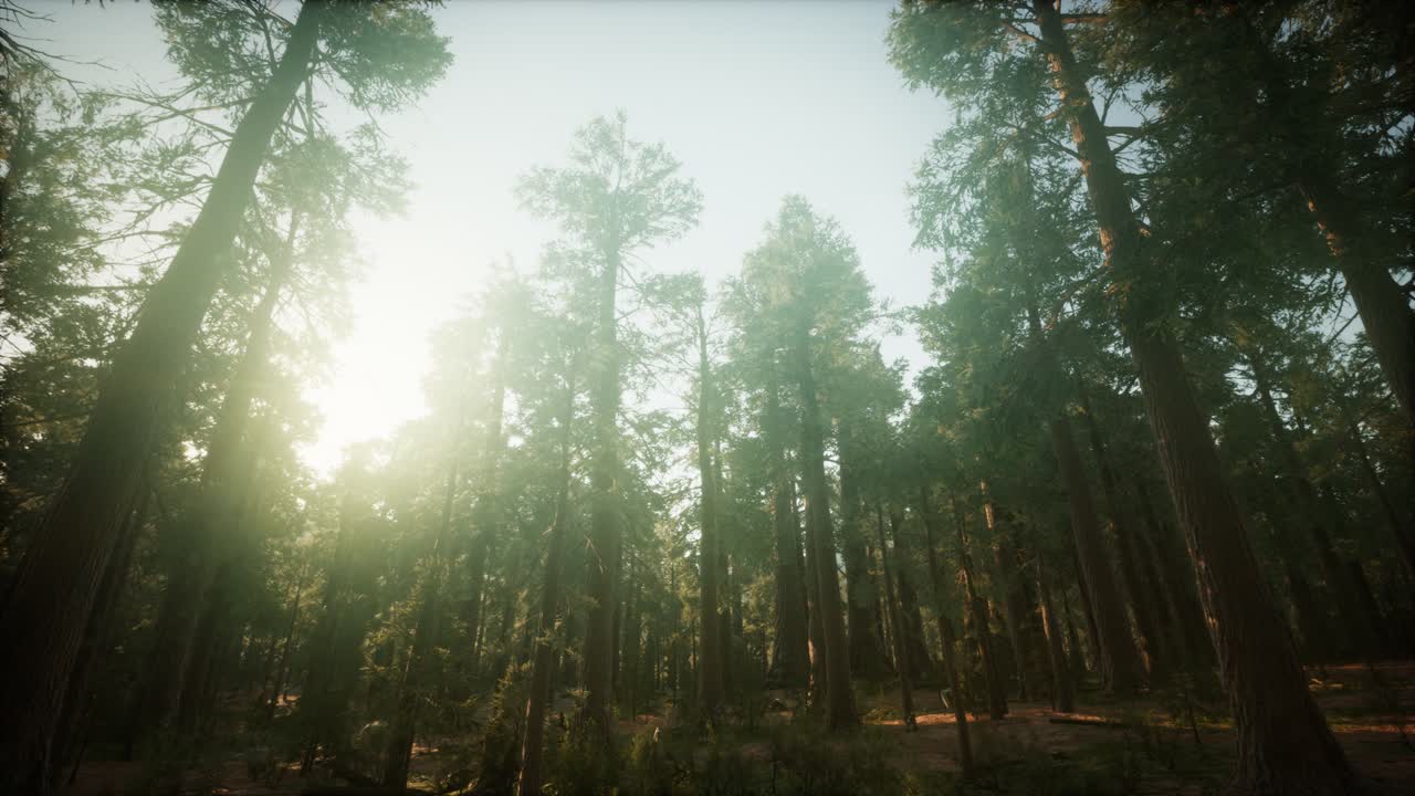 paisaje de puesta de sol brumosa del bosque de secuoya
