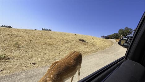 feeding a deer through the car window