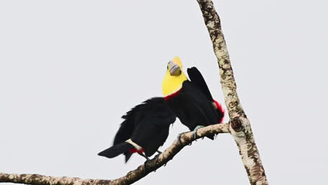 Black-mandibled-toucan-couple-preening-and-showing-red-undertailfeathers-lowing-in-the-wind