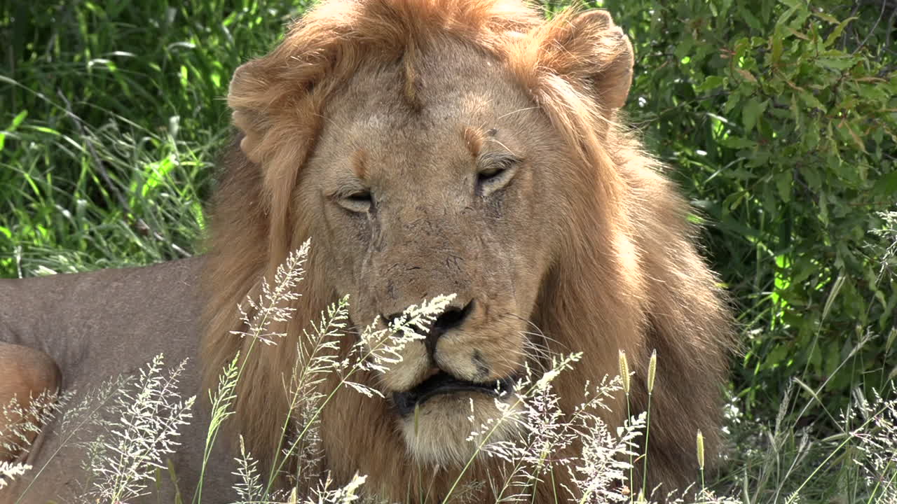 un león macho descansa en la hierba alta y luego mira hacia los cielos bajo el hermoso resplandor dorado del sol africano.