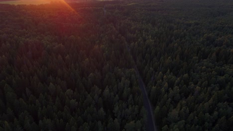 aerial view of a road in the middle of the nordic pines forest.