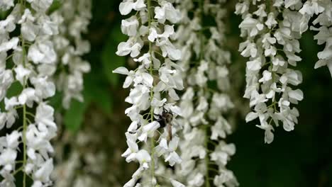 pan up along vertical dangling bundles of white flowers as bee gathers nectar