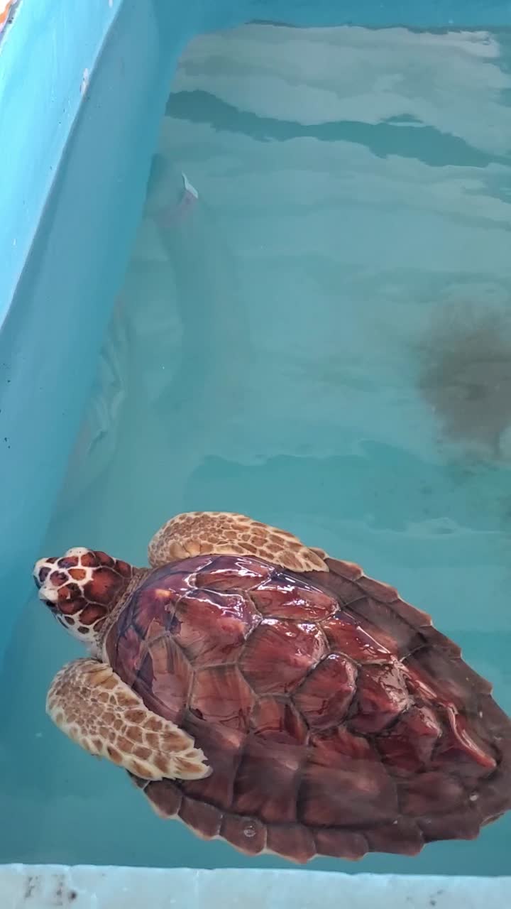 Beautiful Hawkbill Sea Turtle Float Saltwater Pond, Dos Mosquises Island Los Roques