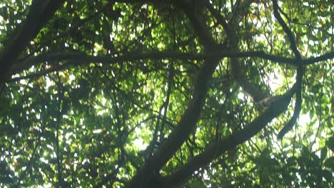 Cute-capuchin-monkey-running-around-the-top-of-a-tree-in-the-jungles-of-Tayrona-Park,-Colombia