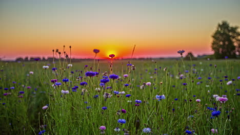 purple and white flowers in nature