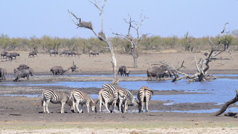 Plains-Zebra-Kleine-Gruppe,-Die-Aus-Einem-Kleinen-Teich-Trinkt,-Einige-Kaffernbüffel-Im-Hintergrund