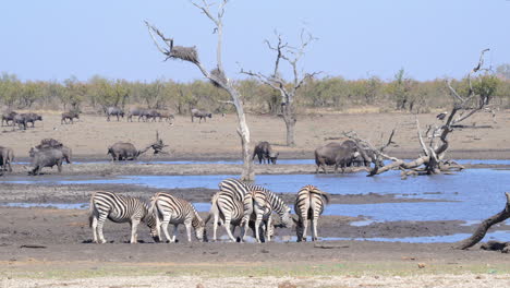 plains zebra small group drinking from a small pond, some cape buffalo in the background