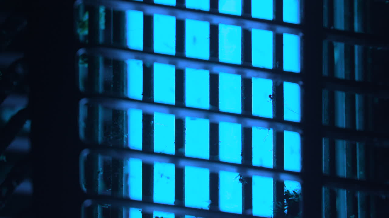 insecto volador asesinado rápidamente en un exterminador de insectos