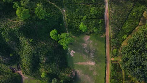 Toma-Aérea-Descendente-Sobre-Una-Plantación-De-Té-Con-Campo-De-Juegos-En-Sylhet